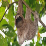 Fascinating facts about Sloths